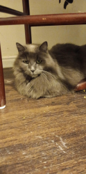 Lost Female Cat last seen Near N 800 W Orem, Orem, UT 84057