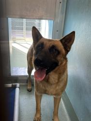 Shelter Stray Male Dog last seen , 4275 Elton St, Baldwin Park, CA 91706, USA