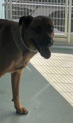 Shelter Stray Female Dog last seen , 4275 Elton St, Baldwin Park, CA 91706, USA