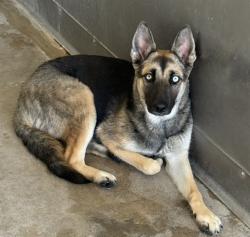 Shelter Stray Female Dog last seen Near BLOCK PARKSIDE DR, 333 Chandler Pl, San Bernardino, CA 92408, USA