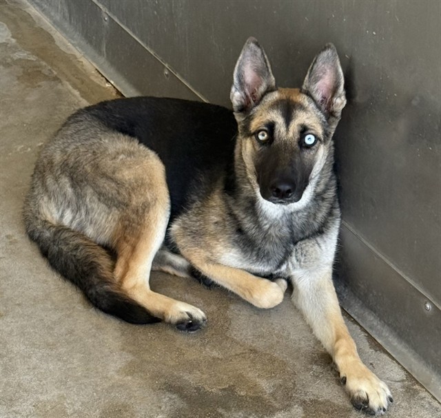 Shelter Stray Female Dog last seen Near BLOCK PARKSIDE DR, 333 Chandler Pl, San Bernardino, CA 92408, USA