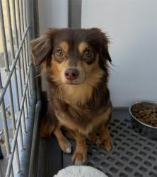 Shelter Stray Female Dog last seen 2ND ST AND F ST, 333 Chandler Pl, San Bernardino, CA 92408, USA