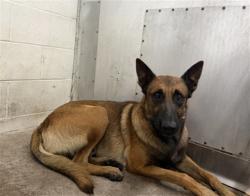 Shelter Stray Male Dog last seen PALMETTO AND MALAGA, 333 Chandler Pl, San Bernardino, CA 92408, USA