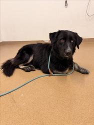 Shelter Stray Male Dog last seen CHAPEL OF THE CHIMES, 16 Barnes Ct, Hayward, CA 94544, USA