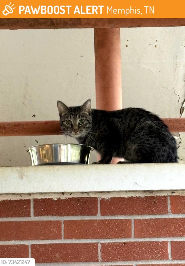 Found/Stray Unknown Cat last seen Near south yates road, Memphis, TN 38120