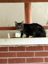 Found/Stray Unknown Cat last seen Near south yates road, Memphis, TN 38120