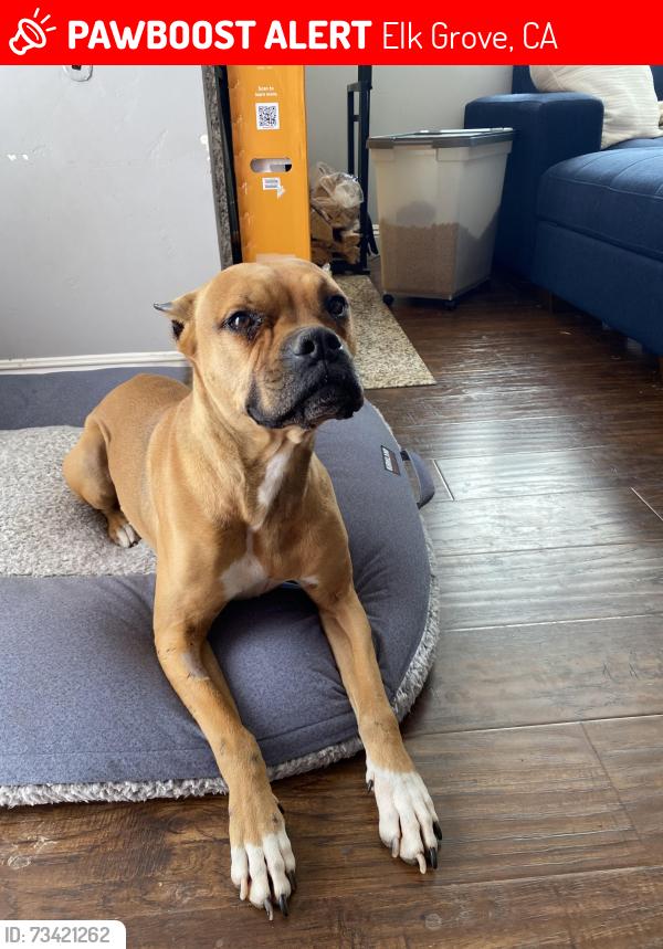 Lost Male Dog last seen Laguna & Laguna Park Dr, Elk Grove, CA 95758