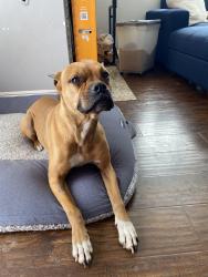 Lost Male Dog last seen Laguna & Laguna Park Dr, Elk Grove, CA 95758