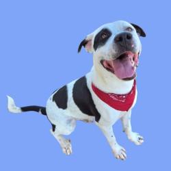 Shelter Stray Male Dog last seen Near BLOCK 7TH STANDARD RD, BAKERSFIELD CA 93314, 3951 Fruitvale Ave, Bakersfield, CA 93308, USA