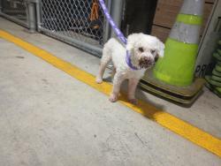 Found/Stray Male Dog last seen Enfirld ave, Skokie, IL 60076