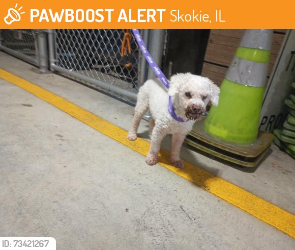 Found/Stray Male Dog last seen Enfirld ave, Skokie, IL 60076