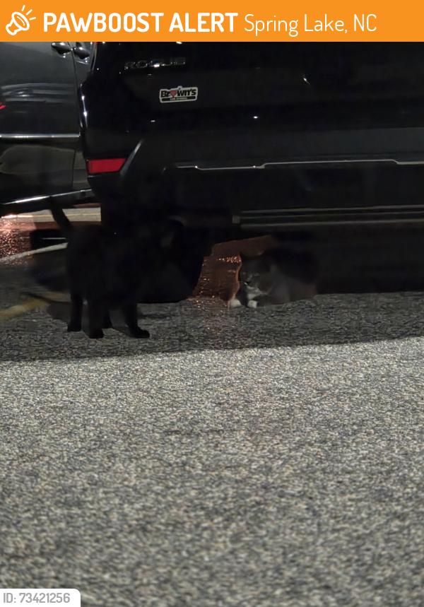 Found/Stray Unknown Cat last seen Walmart parking lot, Spring Lake, NC 28390