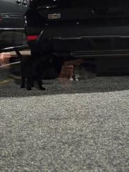 Found/Stray Unknown Cat last seen Walmart parking lot, Spring Lake, NC 28390