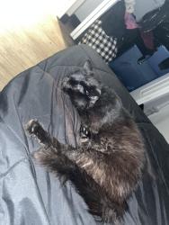 Lost Male Cat last seen Wade park apmts, Cleveland, OH 44103