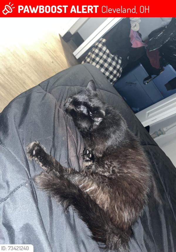 Lost Male Cat last seen Wade park apmts, Cleveland, OH 44103