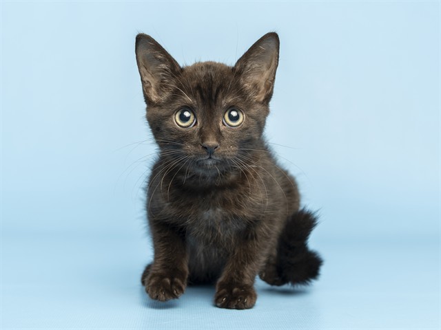 Shelter Stray Female Cat last seen THOMAS RD AND 22ND ST, 5501 E Van Buren St, Phoenix, AZ 85008, USA