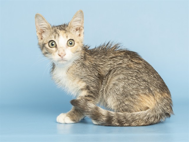 Shelter Stray Female Cat last seen Near BLOCK N 30TH PL, 5501 E Van Buren St, Phoenix, AZ 85008, USA