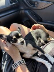Reunited Male Dog last seen Carson and Cherry, Long Beach, CA 90807