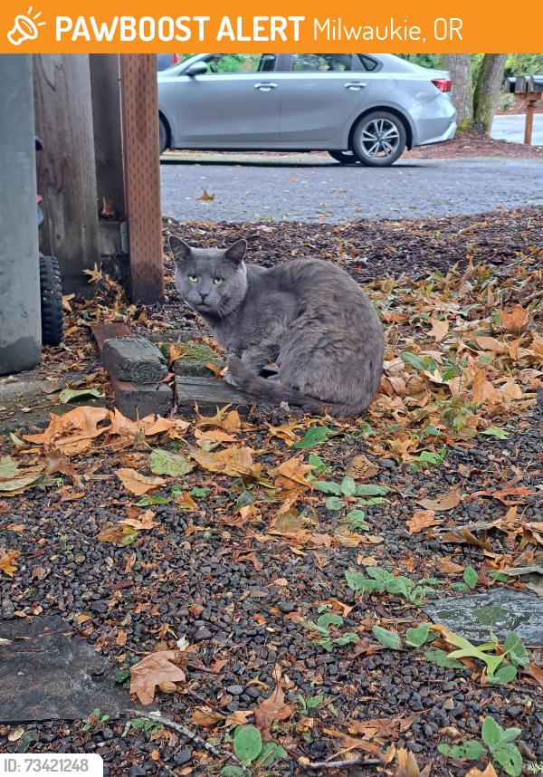 Found/Stray Male Cat last seen Se weiko & Rusk Rd, Milwaukie, OR 97222