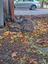 Found/Stray Male Cat last seen Se weiko & Rusk Rd, Milwaukie, OR 97222