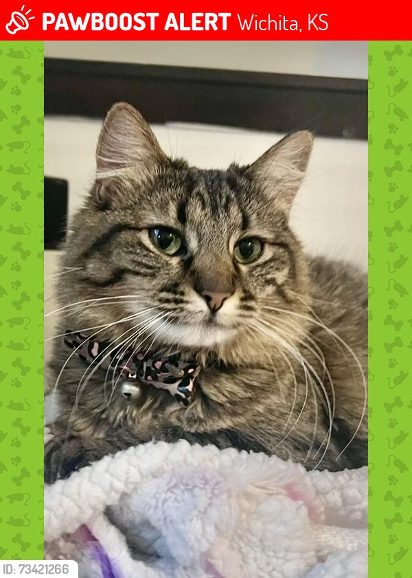 Lost Female Cat last seen 11th and Gow, Wichita, KS 67203