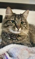 Lost Female Cat last seen 11th and Gow, Wichita, KS 67203