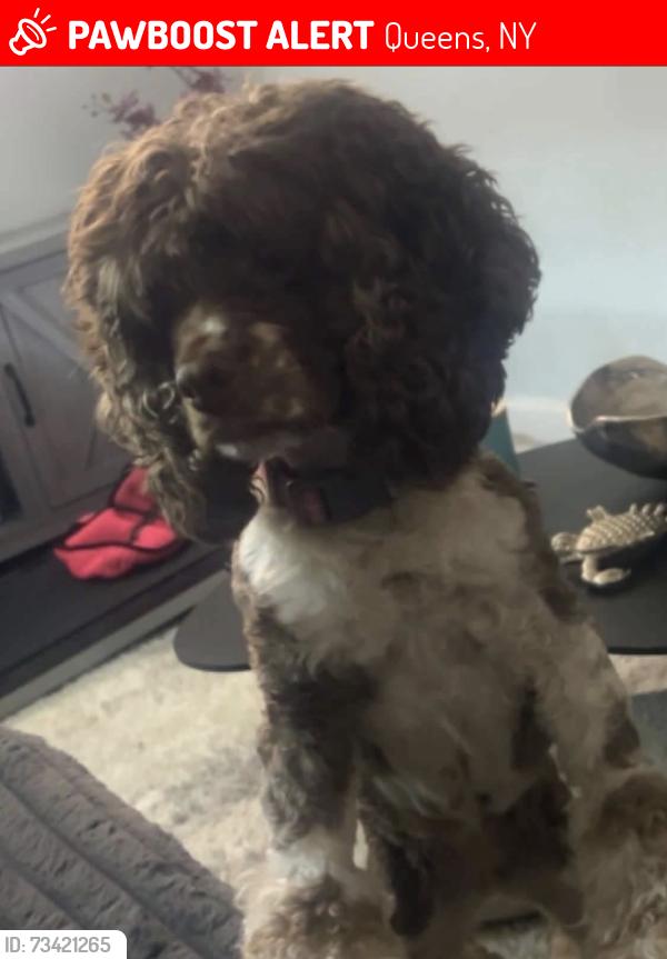 Lost Female Dog last seen August Martin high school, Queens, NY 11434