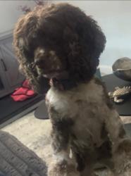 Lost Female Dog last seen August Martin high school, Queens, NY 11434