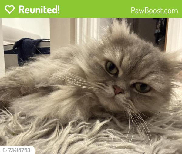 Reunited Female Cat last seen Carlton vale, Greater London, England NW6 5HQ