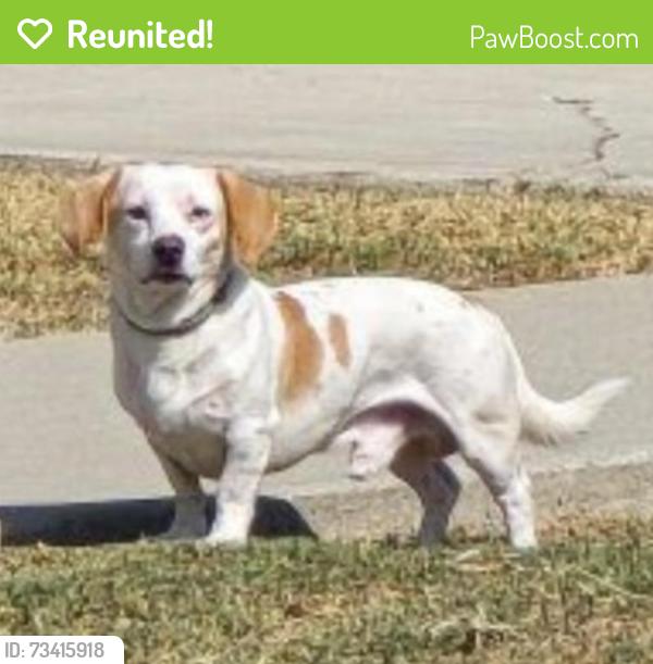Reunited Male Dog last seen on Binney St. Near S. Stimson Ave & Gale Ave, Hacienda Heights, CA 91745