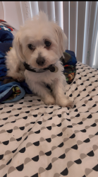 Reunited Male Dog last seen Near West Odeum Ln, Tolleson, AZ 85353