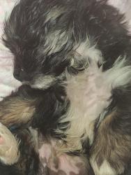 Lost Male Dog last seen Near th streetwest home depot parking lot, Lancaster, CA 93534
