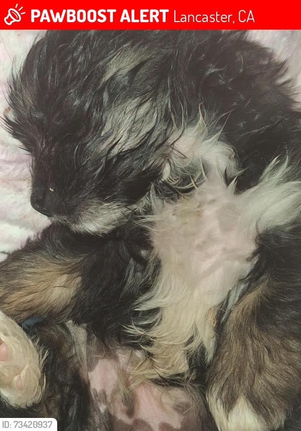 Lost Male Dog last seen Near th streetwest home depot parking lot, Lancaster, CA 93534