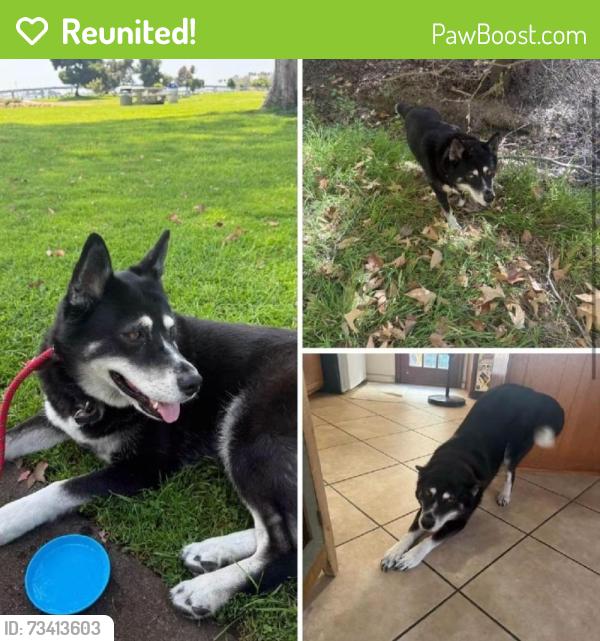 Reunited Female Dog last seen She got out at a gas station ( don't know which one) somewhere between Auburn and Bakersfield ( maybe in Bakersfield), Sacramento, CA 95814