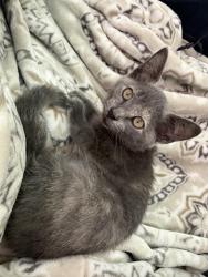 Found/Stray Female Cat last seen Grand canal Dr, Miami, FL 33144