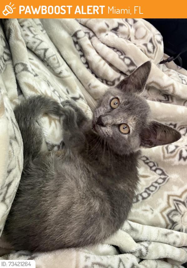 Found/Stray Female Cat last seen Grand canal Dr, Miami, FL 33144