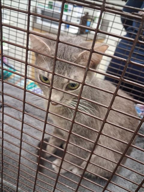Shelter Stray Female Cat last seen , 1850 W 60th St, Los Angeles, CA 90047, USA