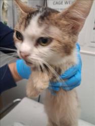 Shelter Stray Female Cat last seen , 1850 W 60th St, Los Angeles, CA 90047, USA