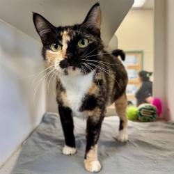 Shelter Stray Female Cat last seen SPRUCE ST/ IOWA AVE, RIVERSIDE, 6851 Van Buren Boulevard, Jurupa Valley, CA 92509, USA