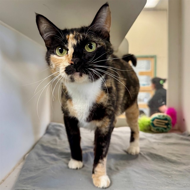 Shelter Stray Female Cat last seen SPRUCE ST/ IOWA AVE, RIVERSIDE, 6851 Van Buren Boulevard, Jurupa Valley, CA 92509, USA