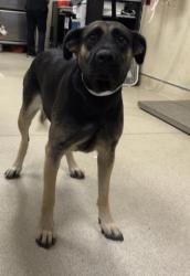 Shelter Stray Female Dog last seen Near BLOCK NELLIE LN, PERRIS, CA, 6851 Van Buren Boulevard, Jurupa Valley, CA 92509, USA