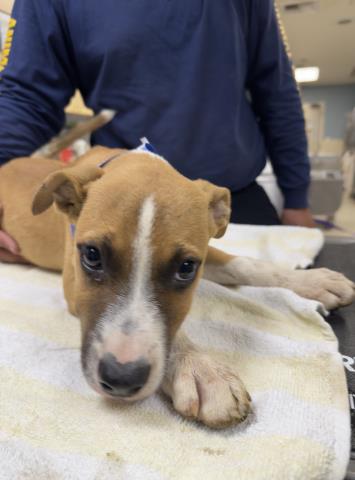 Shelter Stray Male Dog last seen Near BLOCK ROCKY HILLS RD, PERRIS, CA, 6851 Van Buren Boulevard, Jurupa Valley, CA 92509, USA