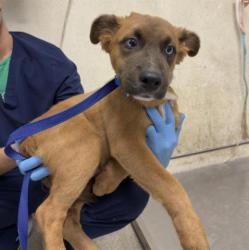 Shelter Stray Male Dog last seen UNIVERSITY, IOWA, RIVERSIDE CA, 6851 Van Buren Boulevard, Jurupa Valley, CA 92509, USA