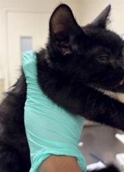 Shelter Stray Female Cat last seen BLEHEIM ST\\MARBOROUGH AVE, 6851 Van Buren Boulevard, Jurupa Valley, CA 92509, USA