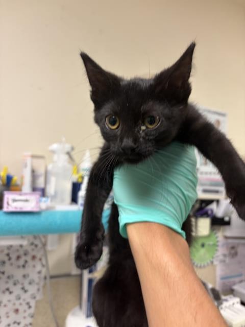 Shelter Stray Female Cat last seen BLENHEIM ST\\MARBOROUGH AVE, 6851 Van Buren Boulevard, Jurupa Valley, CA 92509, USA