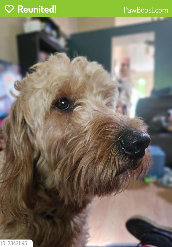 Reunited Male Dog last seen Spring St and County Line, Westerville, OH 43082