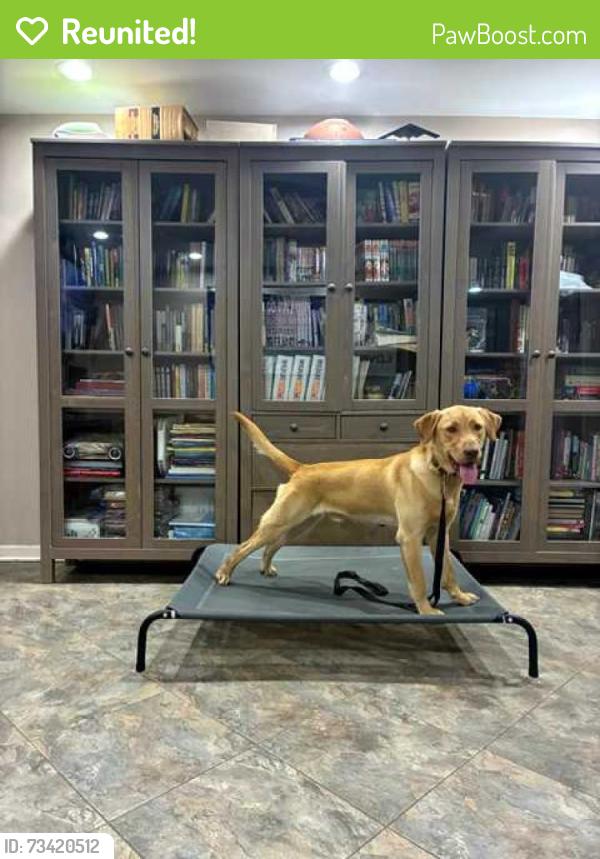 Reunited Male Dog last seen The woods behind Huntvalley Way leading toward Defense Highway, Crofton, MD 21114