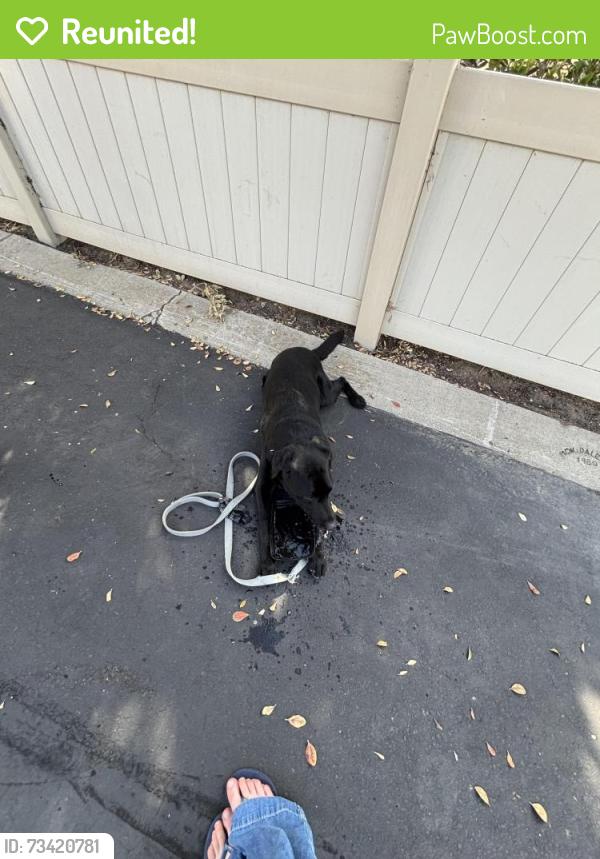Reunited Male Dog last seen Golf course, Encinitas, CA 92024