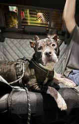 Found/Stray Male Dog last seen McGregor Road and Jonestown Road, Winston-Salem, NC 27103