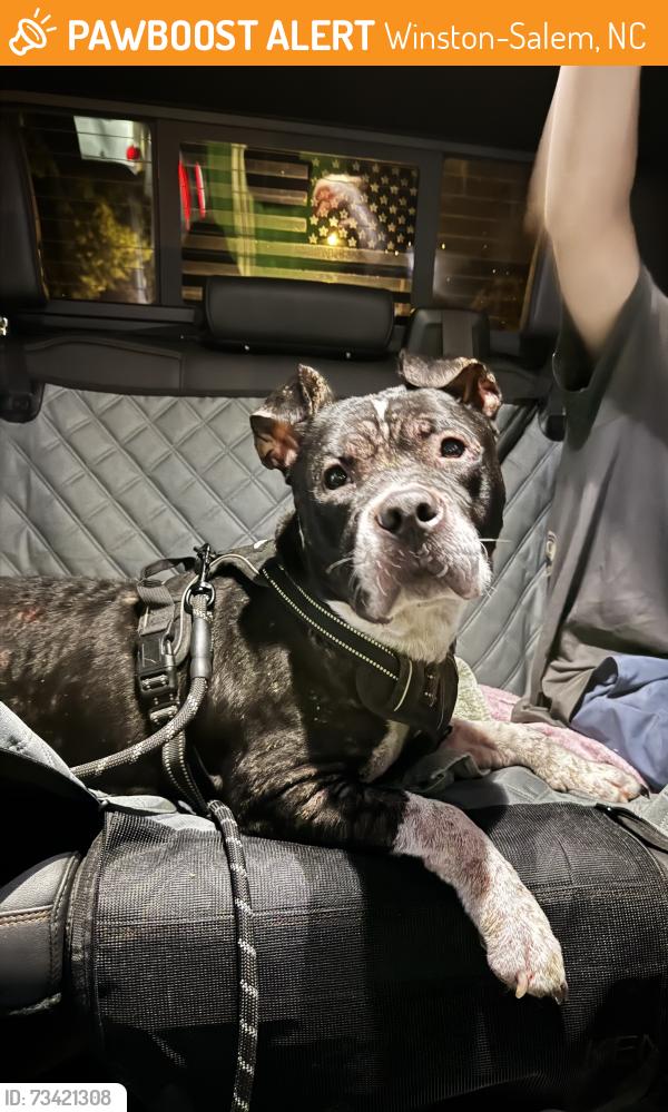 Found/Stray Male Dog last seen McGregor Road and Jonestown Road, Winston-Salem, NC 27103